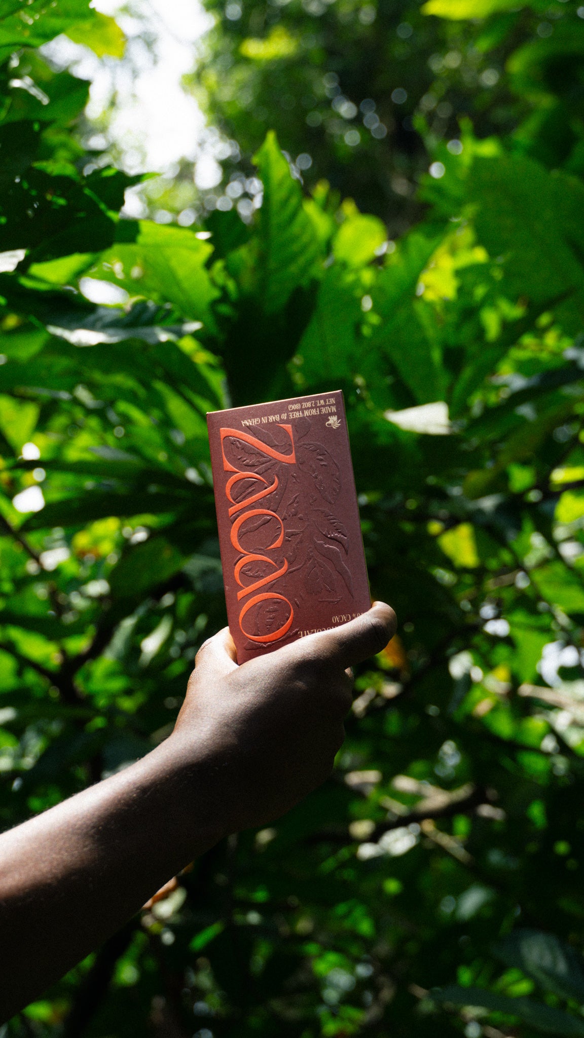 Hand holding Zacao 70% cacao bar amidst lush cacao trees on Ghanaian farm.
