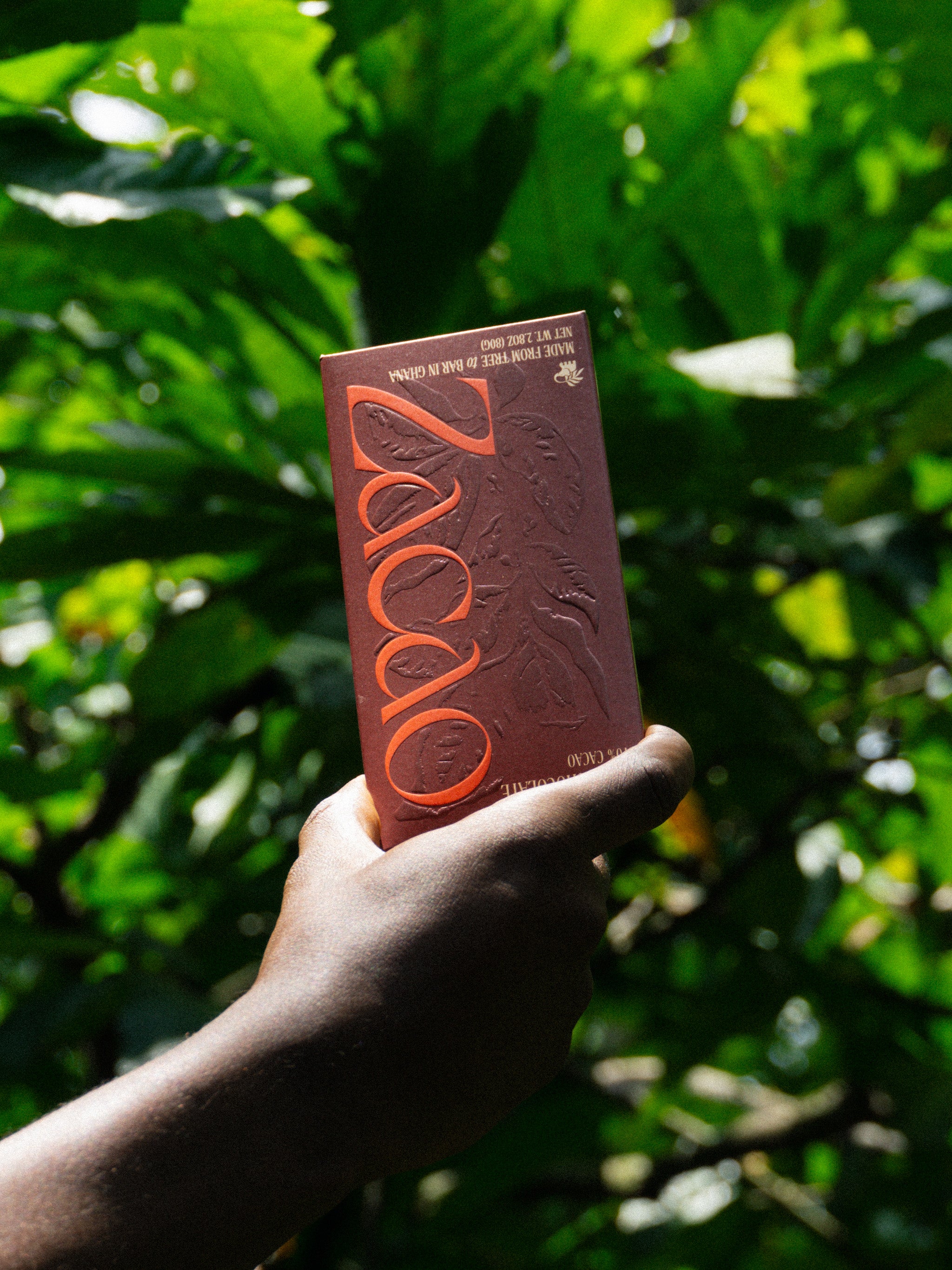 Hand holding Zacao 70% cacao bar amidst lush cacao trees on Ghanaian farm.