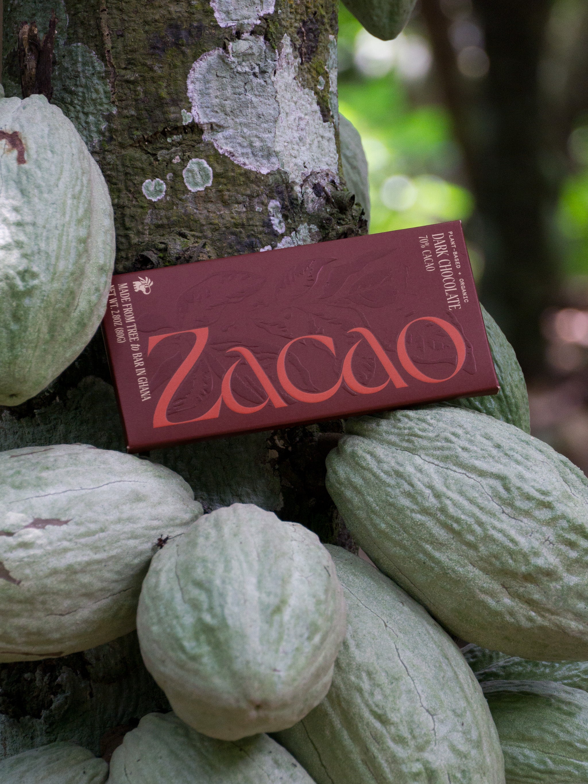 Zacao 70% Dark Chocolate bar nestled among cacao pods on a cacao tree branch in Ghana.