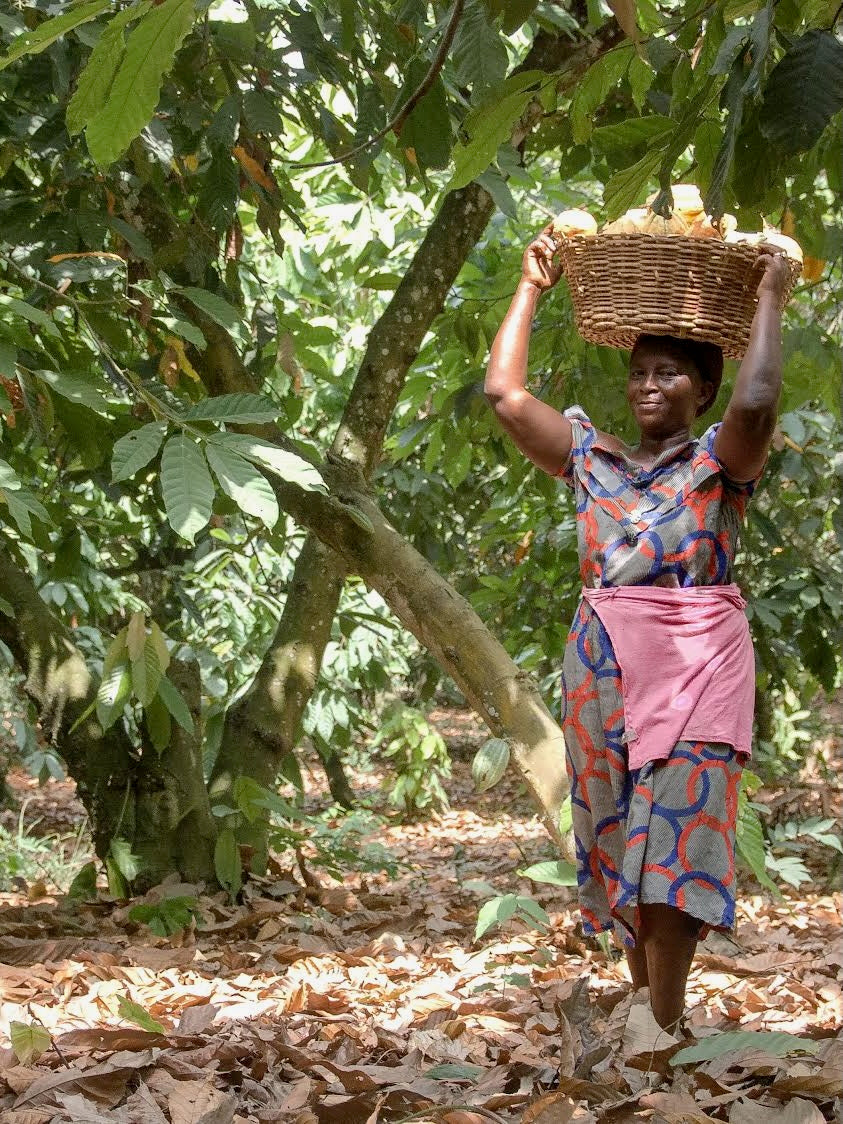 Ghanaian cacao farmer carrying basket filled with fresh cacao pods 